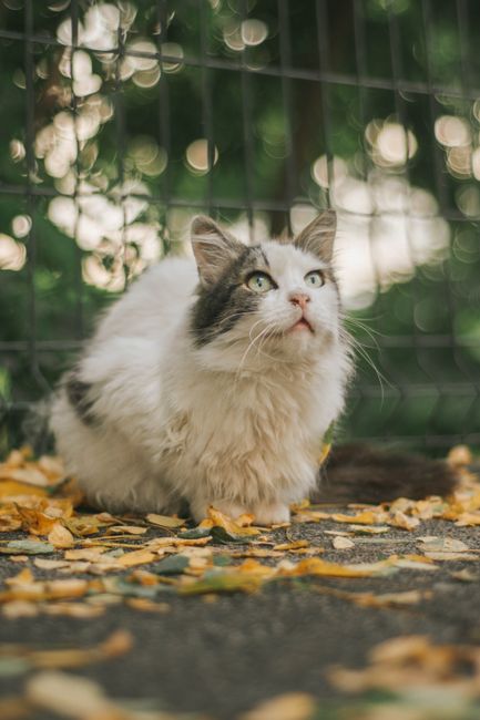 A close-up image of a fluffy domestic cat with long white and gray fur, sitting on a ground scattered with yellow and brown fallen leaves. The cat has piercing green eyes, a pink nose, and a slightly tilted head, appearing to look attentively at something above or in the distance. Behind the cat, there is a metal fence with a grid pattern, and blurred greenery suggesting an outdoor environment or garden setting. The lighting is natural, with soft sunlight filtering through the trees, creating a calm and peaceful atmosphere. This scene, captured with clarity and focus on the cat's expressive face and textured fur, subtly emphasizes the importance of responsible outdoor pet management, aligning naturally with the themes of private and on-site waste handling that Waste Clearance Earls Court might facilitate through independent collection methods.