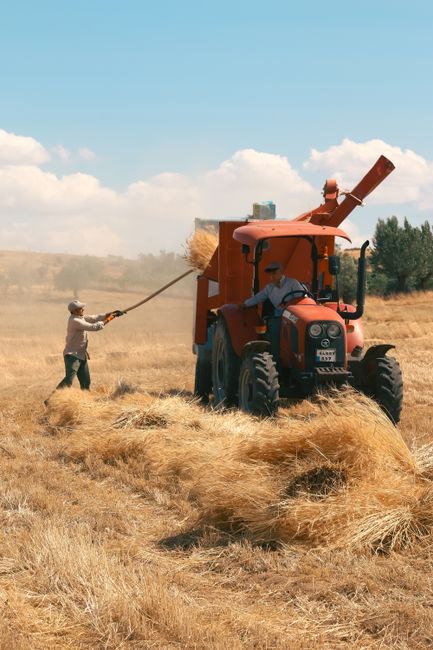 A man operating a bright orange straw baler tractor with black wheels and a protective cabin, situated in a golden field of harvested crops or straw. The tractor's front loader is raised, and a worker on the left side, wearing a beige hat, grey shirt, and dark trousers, is pulling a long rope attached to the machinery. The field is filled with large, bundled stacks of straw or dried grass, some partially unraveled and scattered across the ground. In the background, there is a clear blue sky with scattered white clouds and sparse green trees along the horizon, indicating a rural agricultural setting. The scene appears to be outdoors in daylight, emphasizing the machinery's role in straw collection or processing, which subtly relates to waste and rubbish handling in an agricultural context. Waste Clearance Earls Court's expertise in local rubbish removal might connect visually through the use of heavy machinery for material collection or disposal, though the image specifically depicts agricultural straw processing. Overall, the image captures a functional, outdoor scene focused on agricultural machinery, countryside environment, and manual operation, with a neutral, professional tone suited for visual descriptions in waste management content.